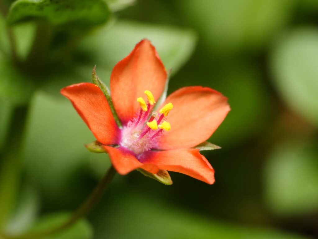 Mouron rouge fleur