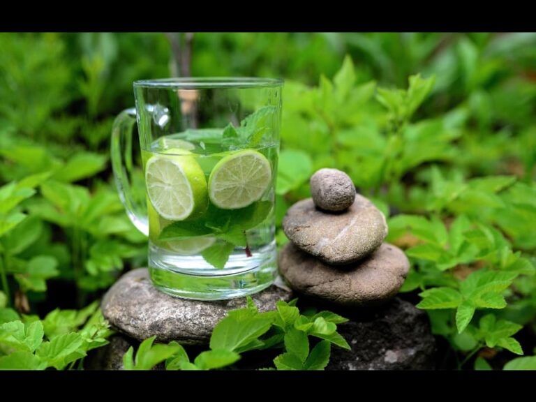 Menthe sauvage une plante aux mille vertus pour votre bienêtre — free download