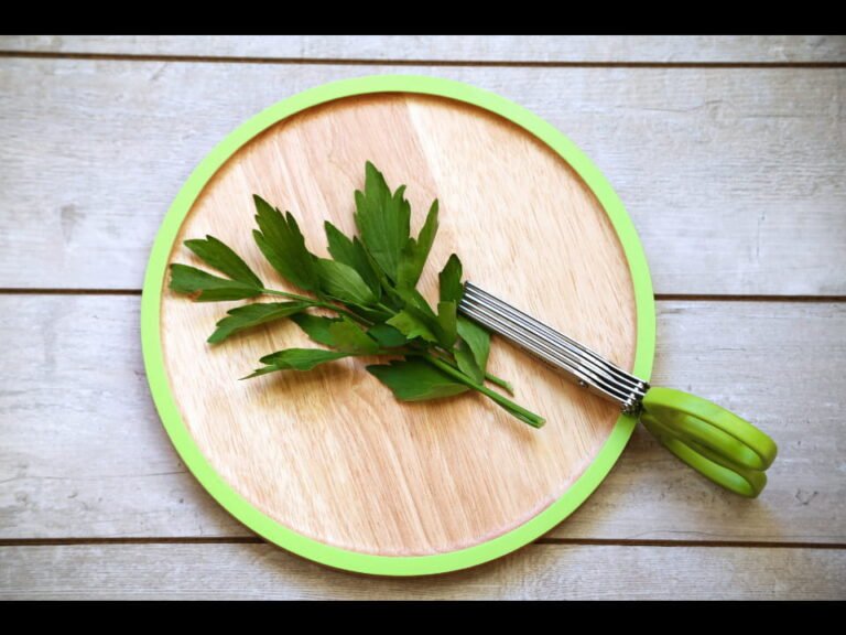 Graines De Livèche (Herbe à Maggi) - 260 Graines - Plante Aromatique Facile à Cultiver - Pour Soupes Et Plats