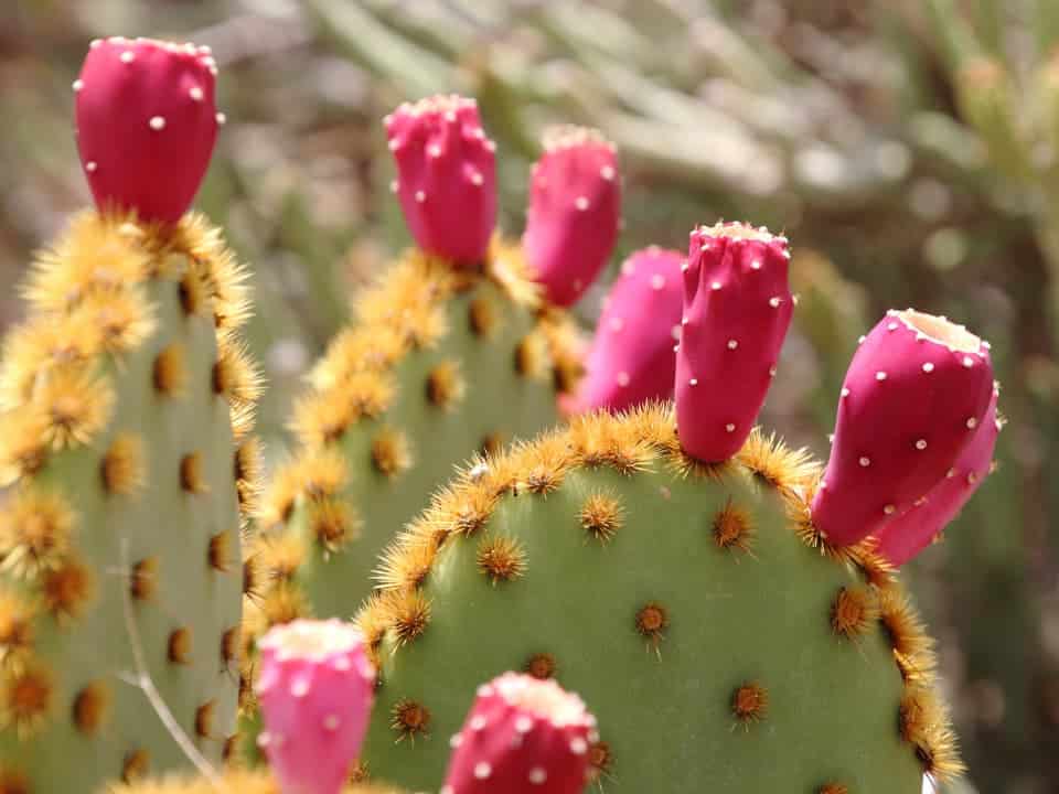Tableau nature cactus Figuier de Barbarie