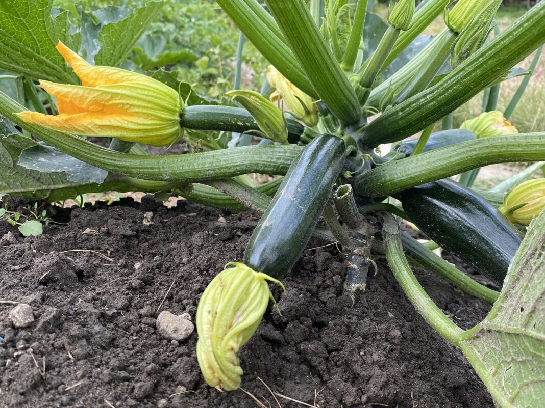 courgette non coureuse